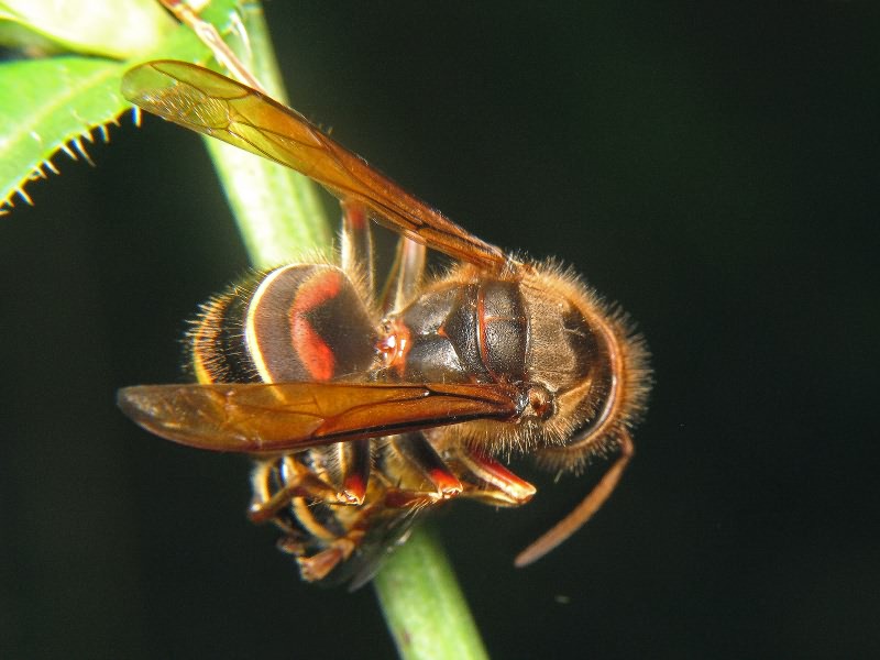 Vespa crabro Linnaeus, 1758